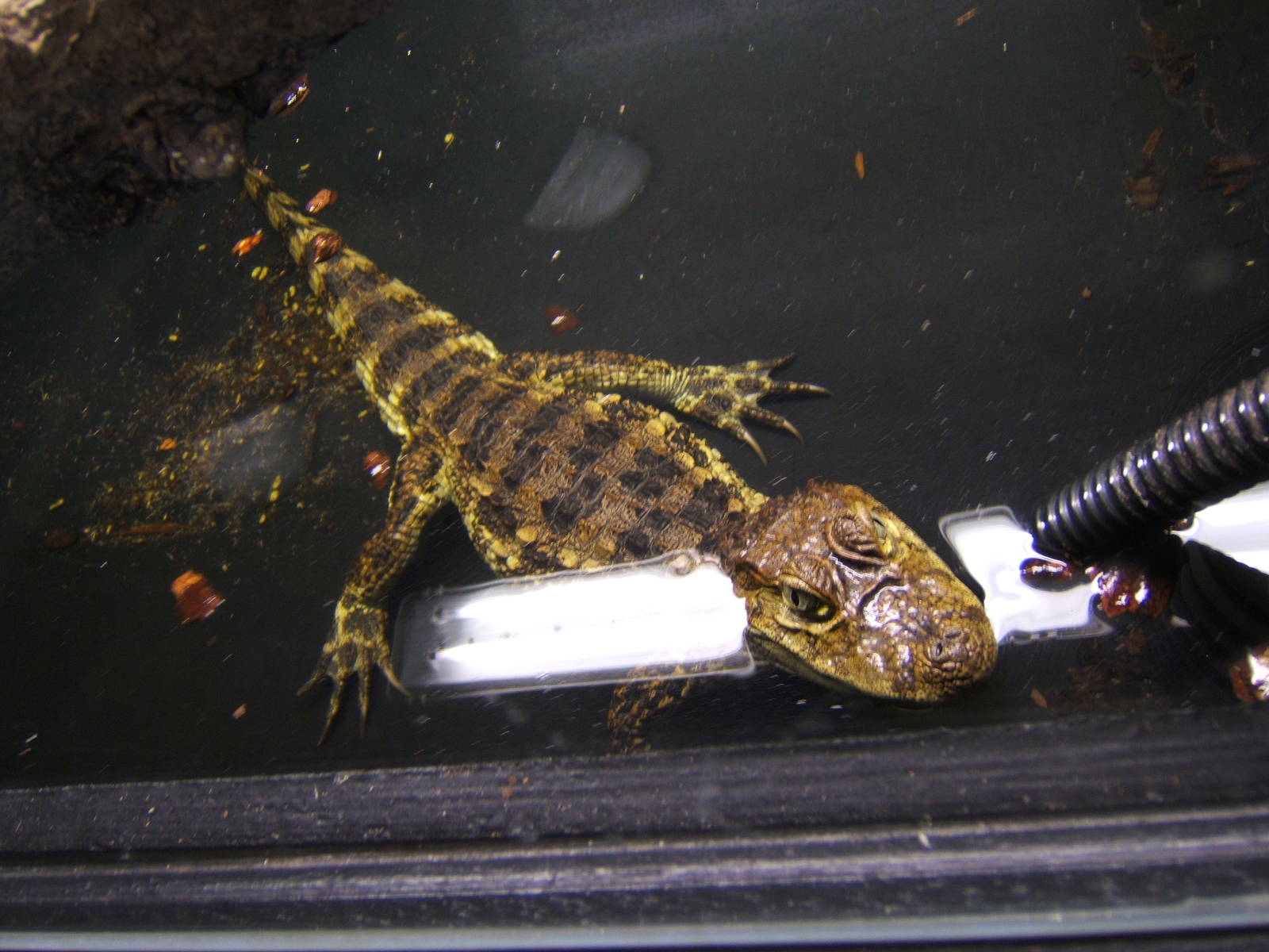 Broad-fromted Caiman