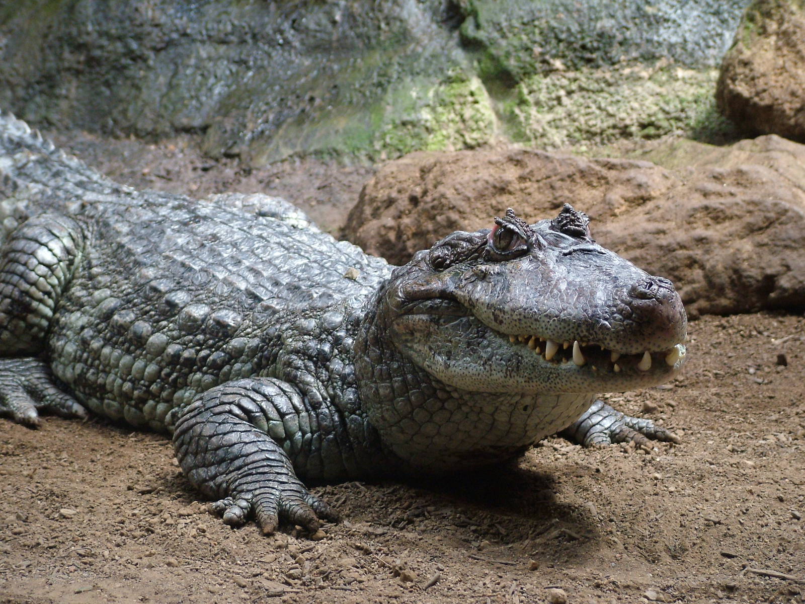 Broad-fronted Caiman at Barcelona, 30/05/11