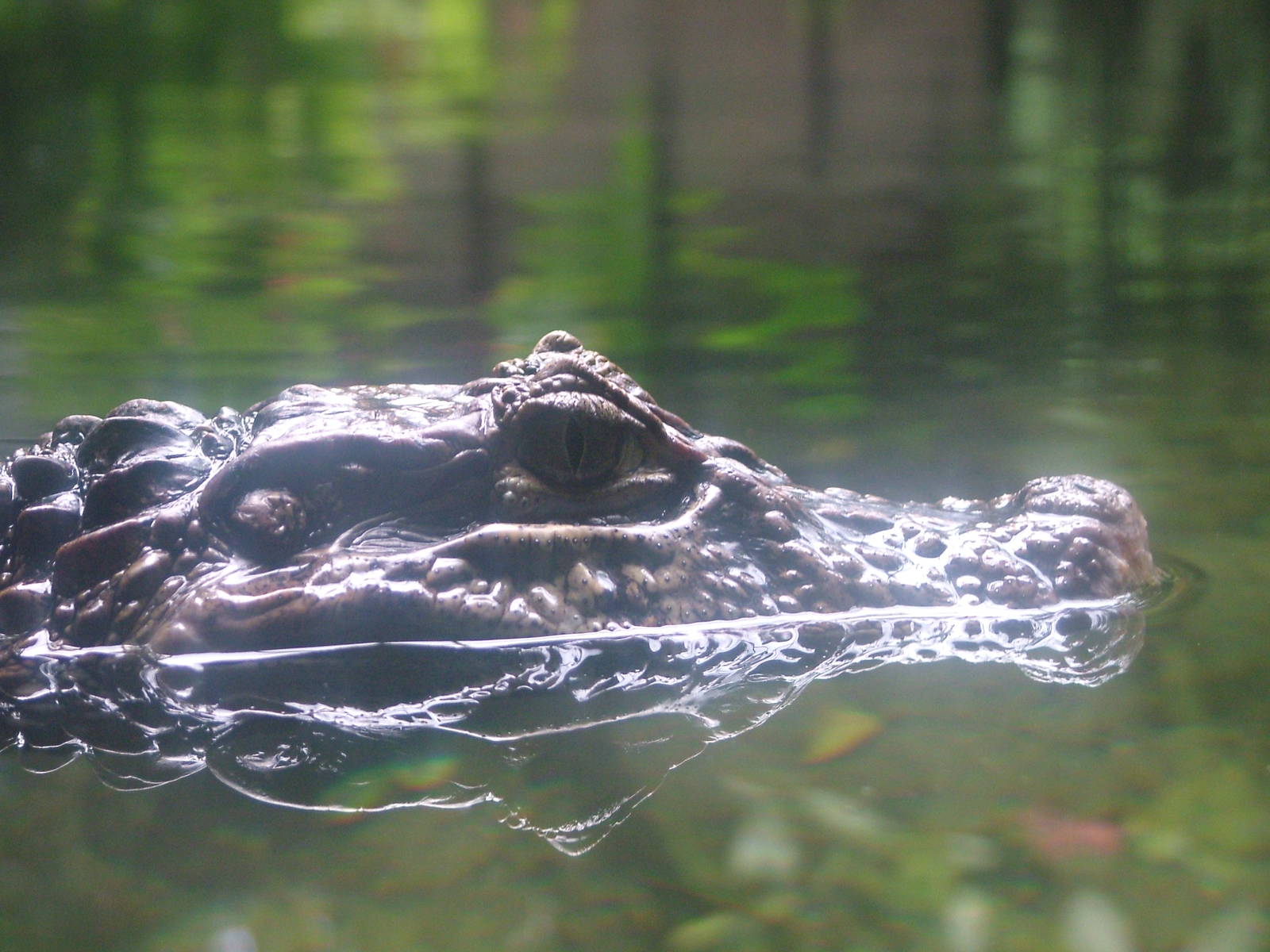 Broad-fronted Caiman at Burgers Zoo Arnhem, 29/08/10