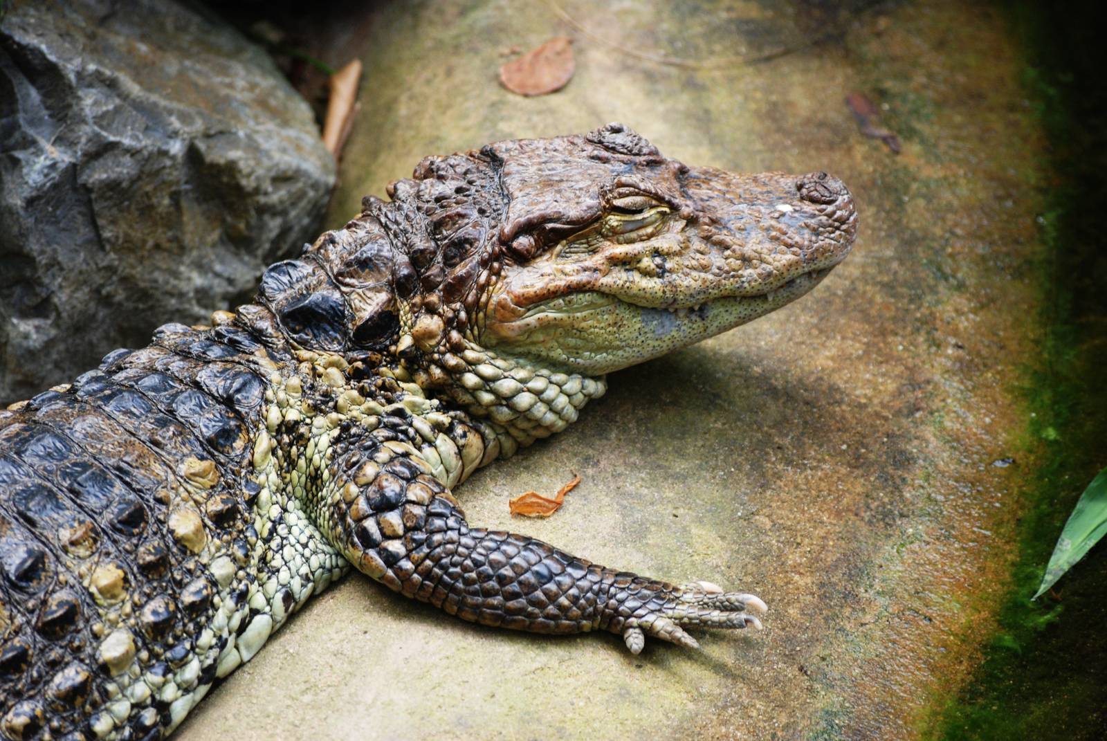 Broad-fronted Caiman at Burgers Zoo Arnhem, 30/05/12