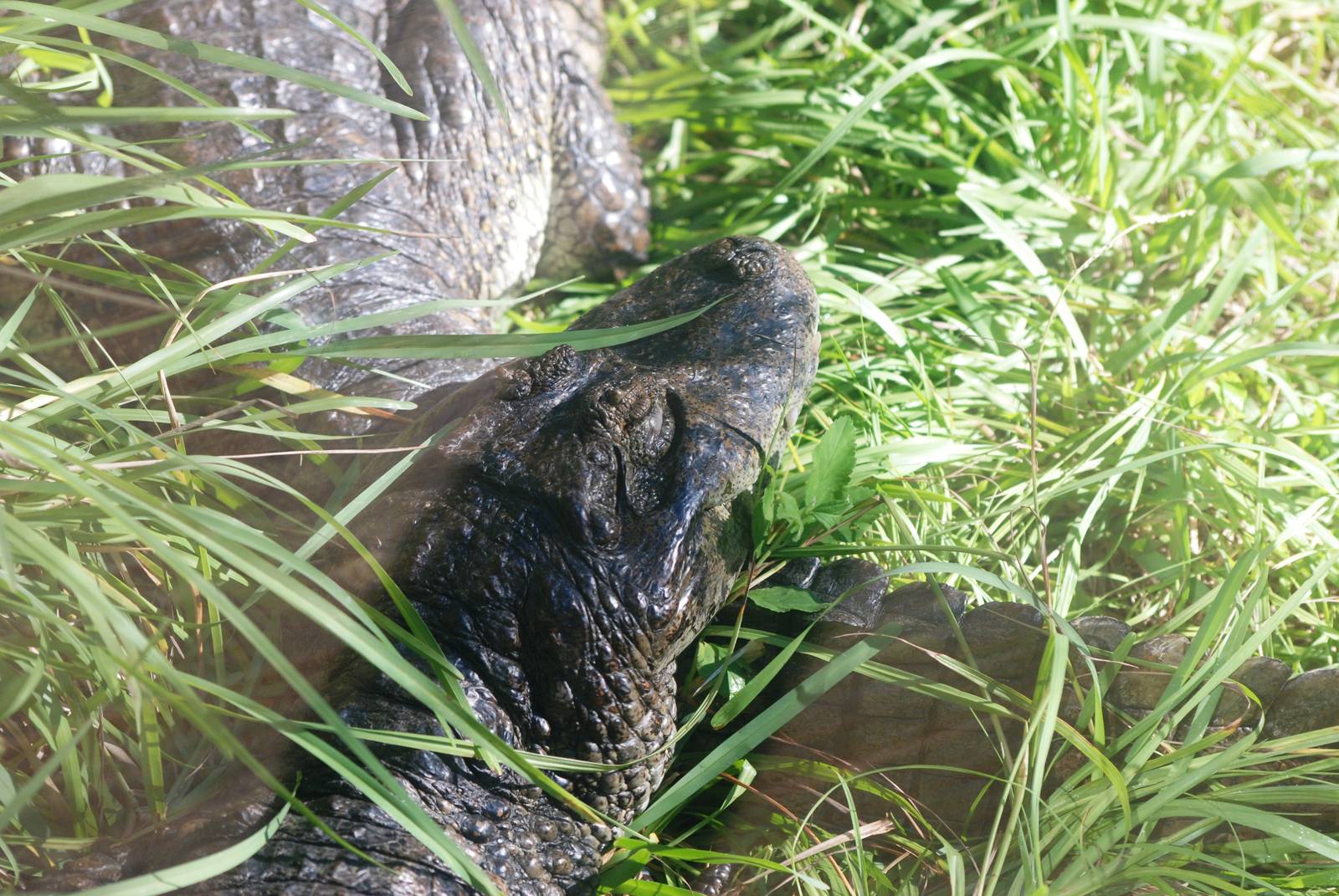 Broad-fronted Caiman at St. Augustine, 11/10/13