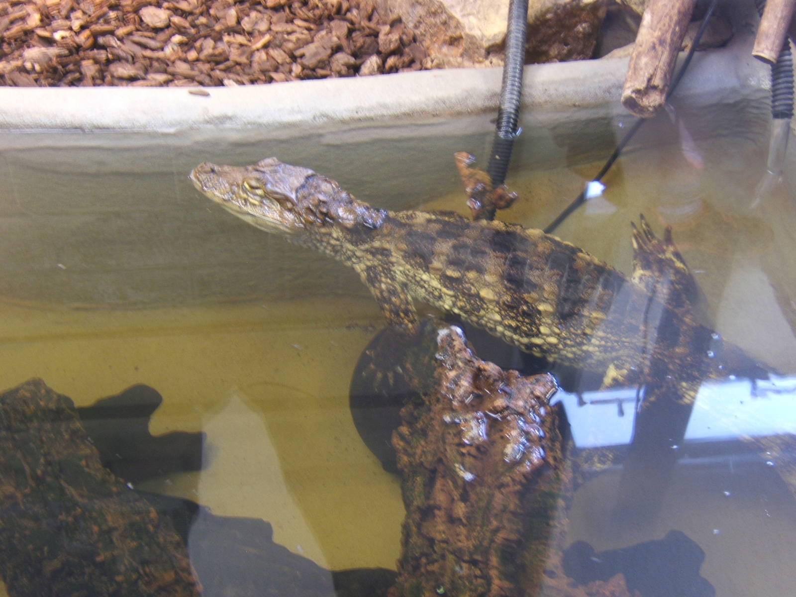 Broad-fronted Caiman