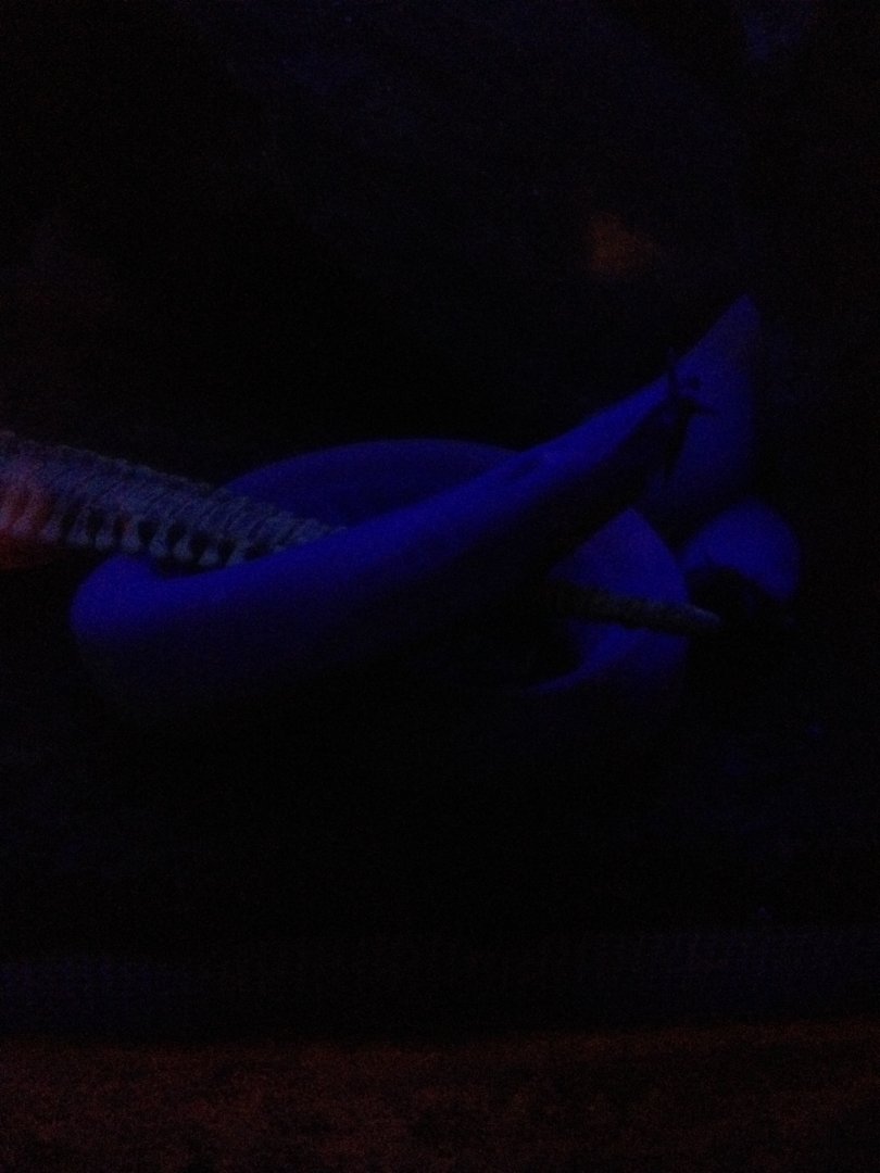 Broad-gilled Hagfish (Eptatretus cirrhatus)