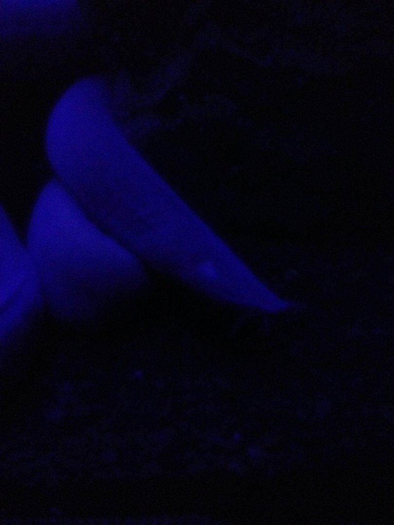 Broad-gilled Hagfish (Eptatretus cirrhatus)