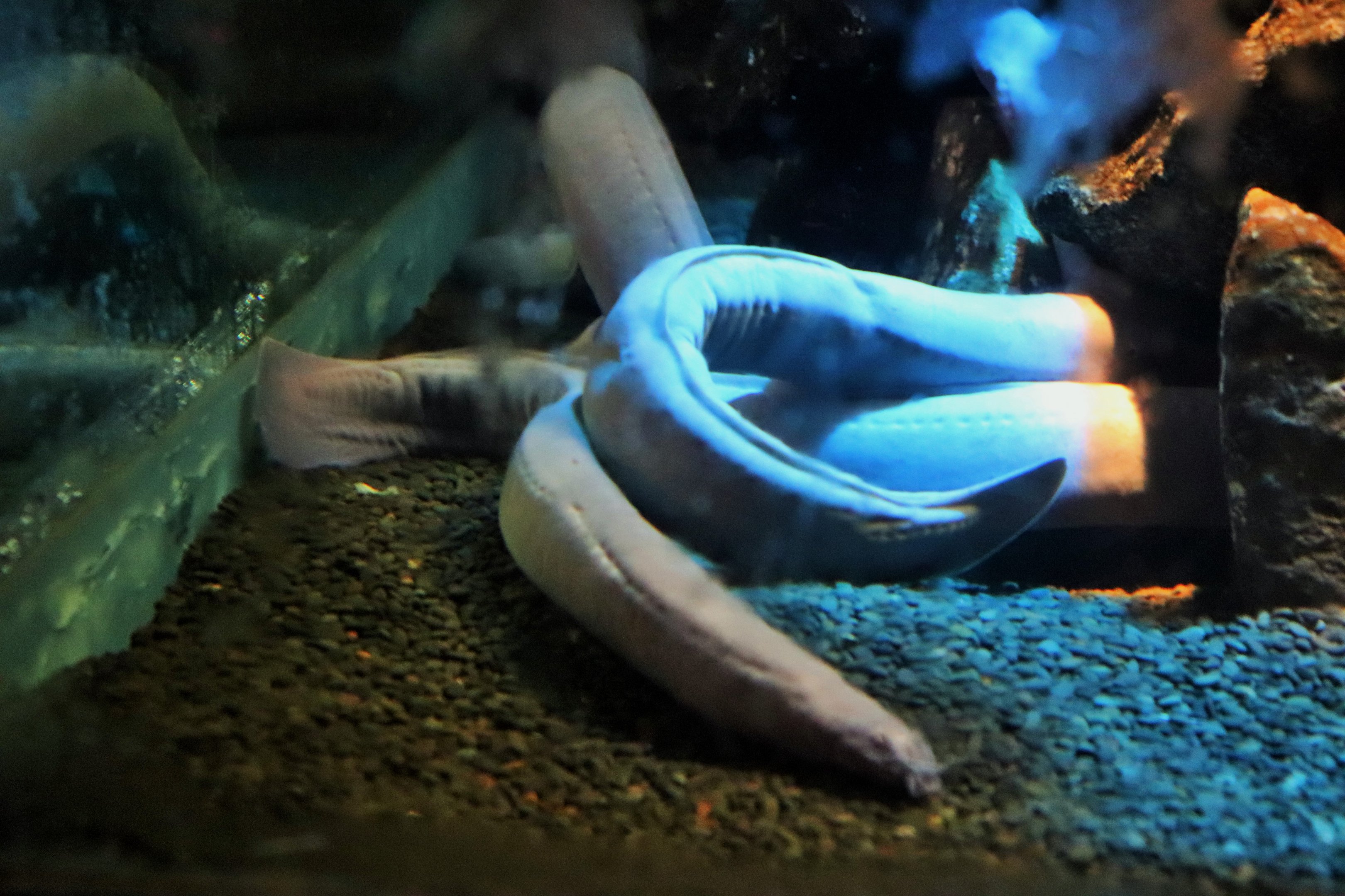Broad-gilled Hagfish (Eptatretus cirrhatus)