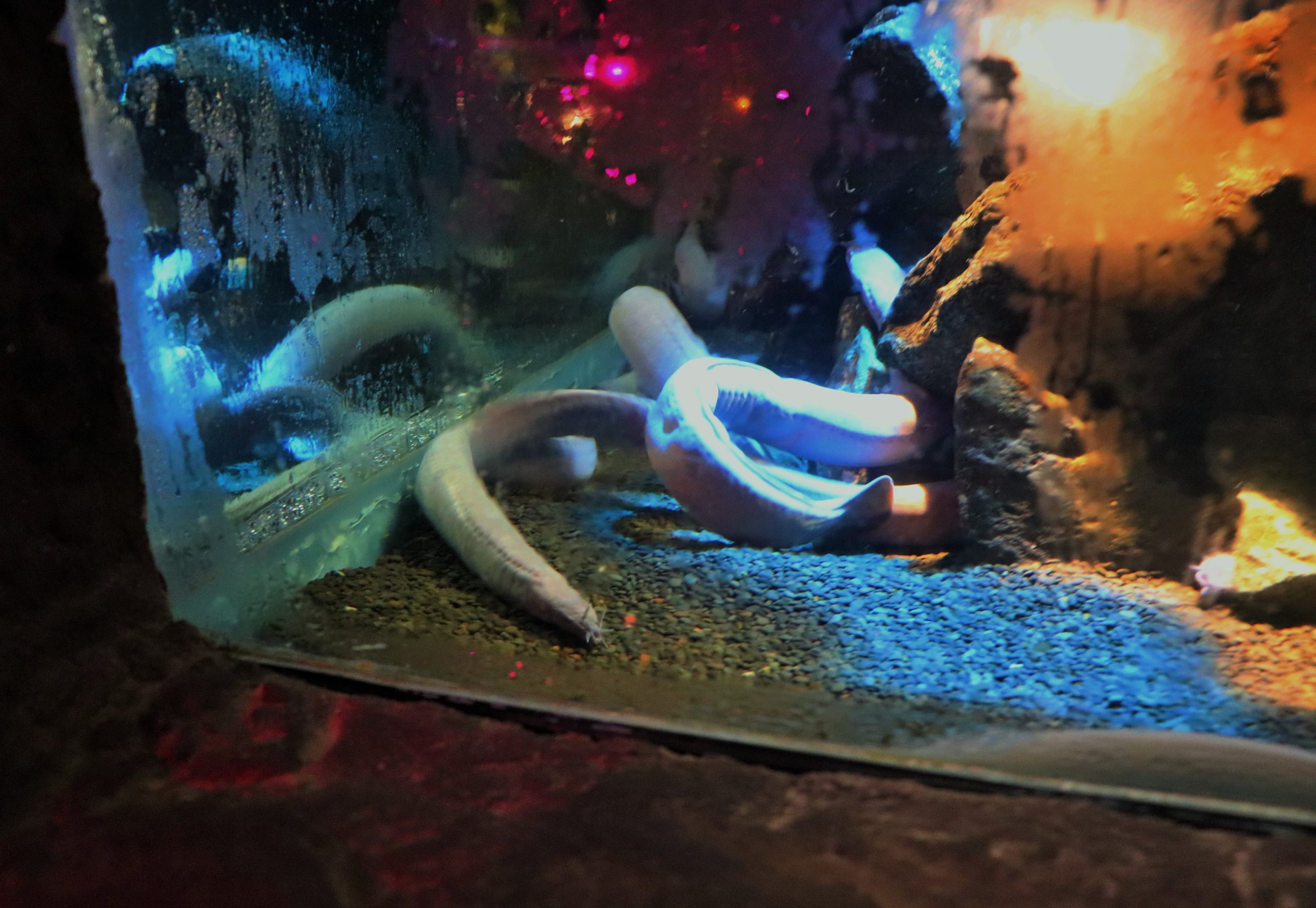 Broad-gilled Hagfish (Eptatretus cirrhatus)