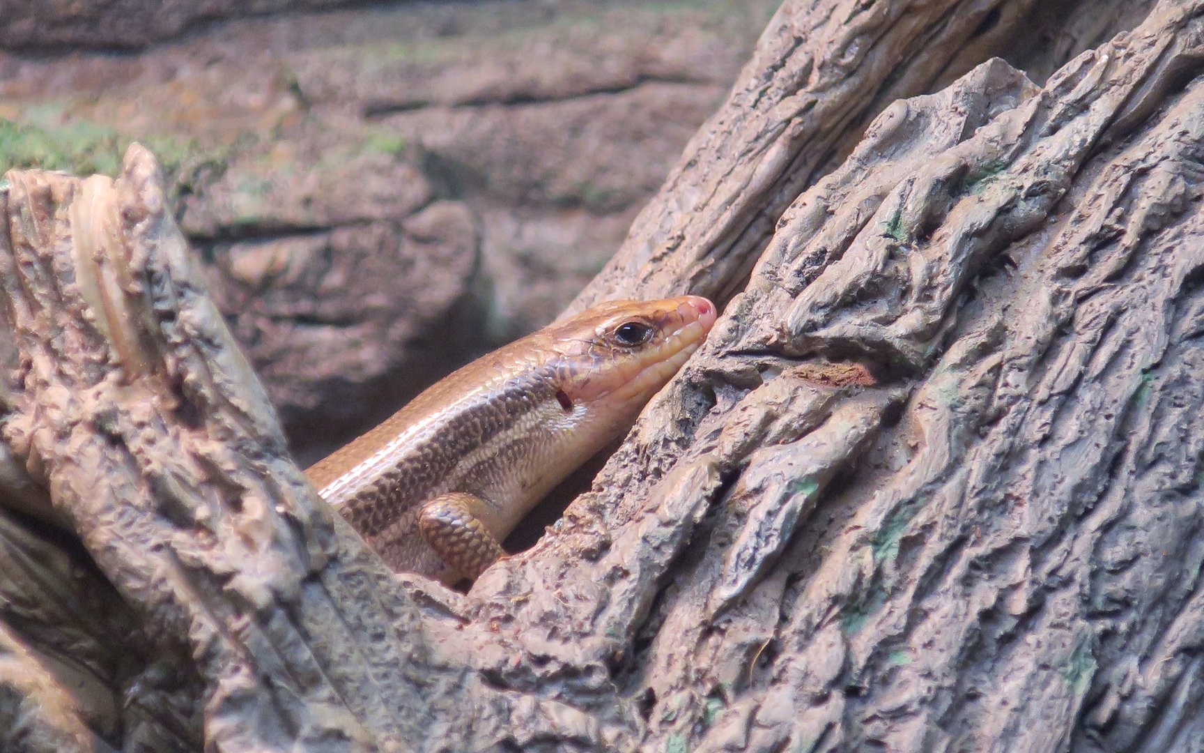 Broad-Headed Skink (Plestiodon laticeps)