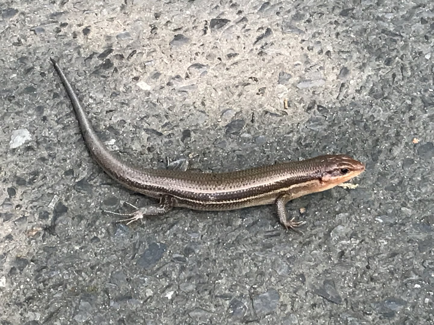 Broad-Headed Skink