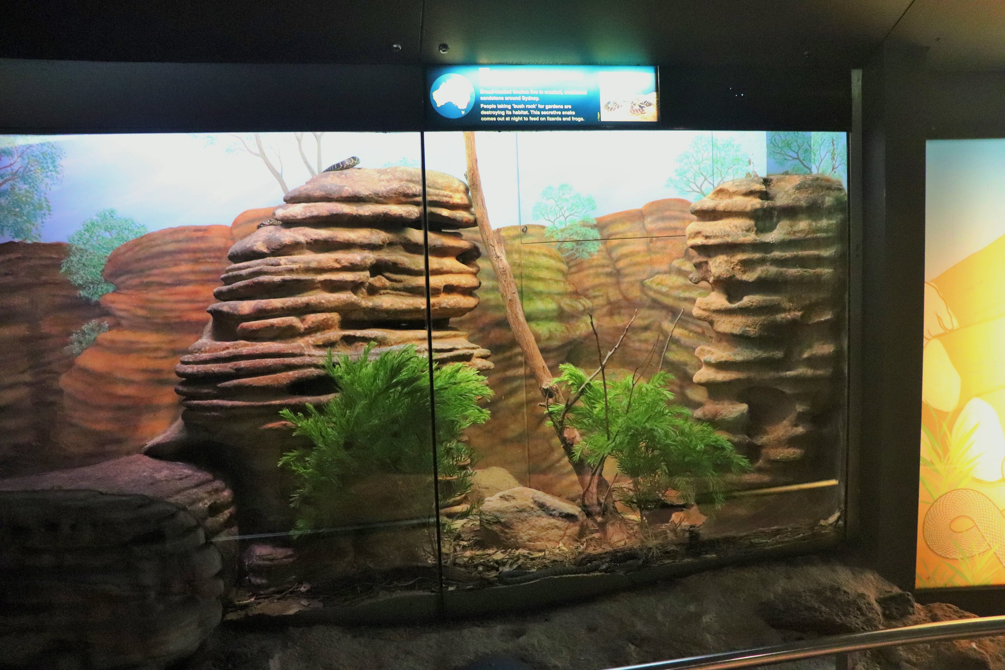 Broad-headed Snake Enclosure