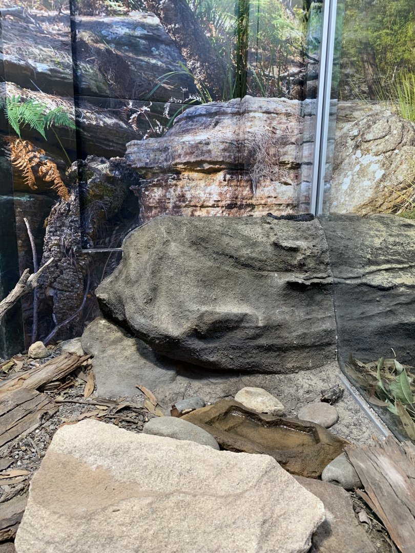 Broad-headed Snake Enclosure