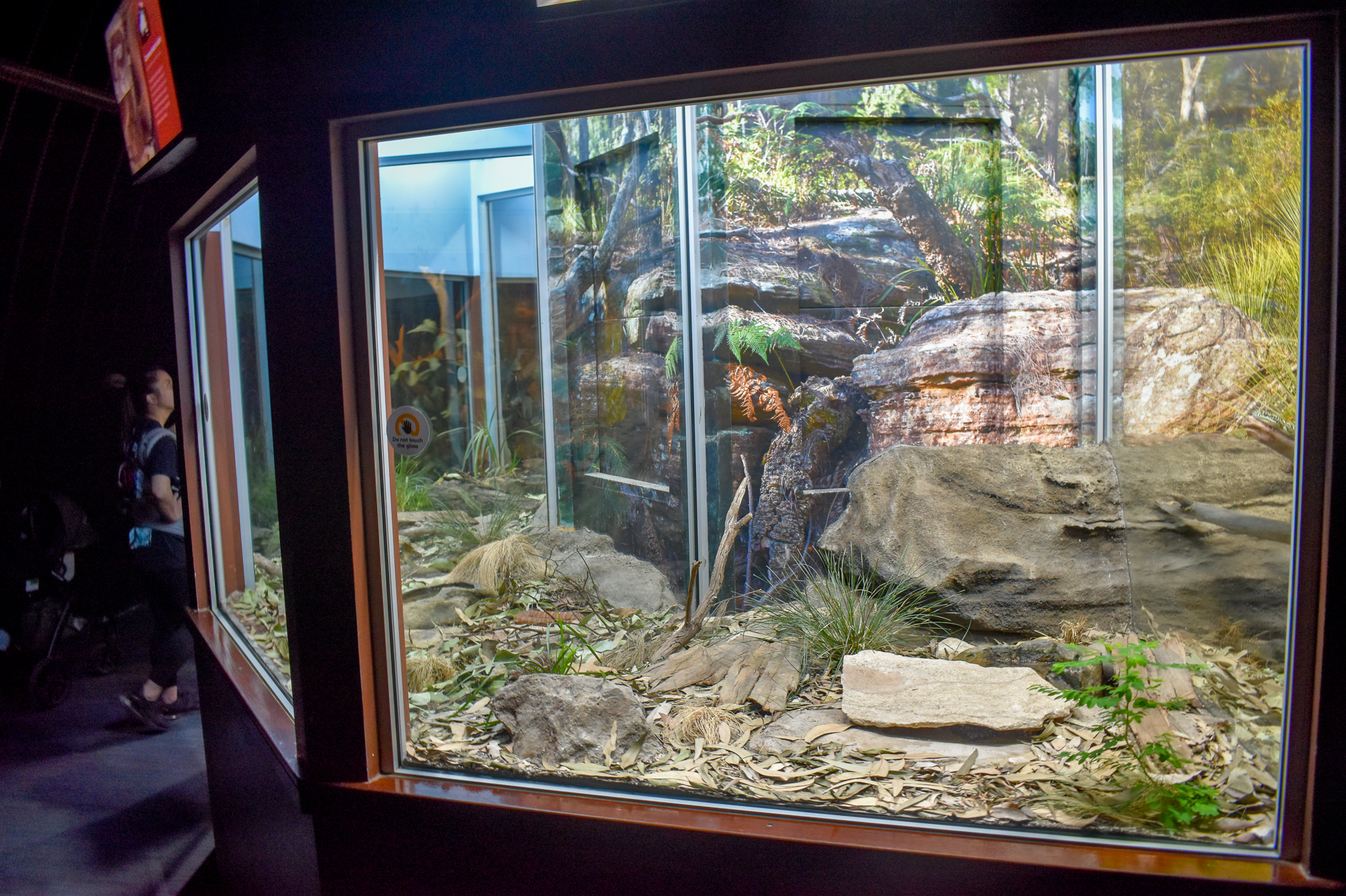Broad-headed Snake Enclosure