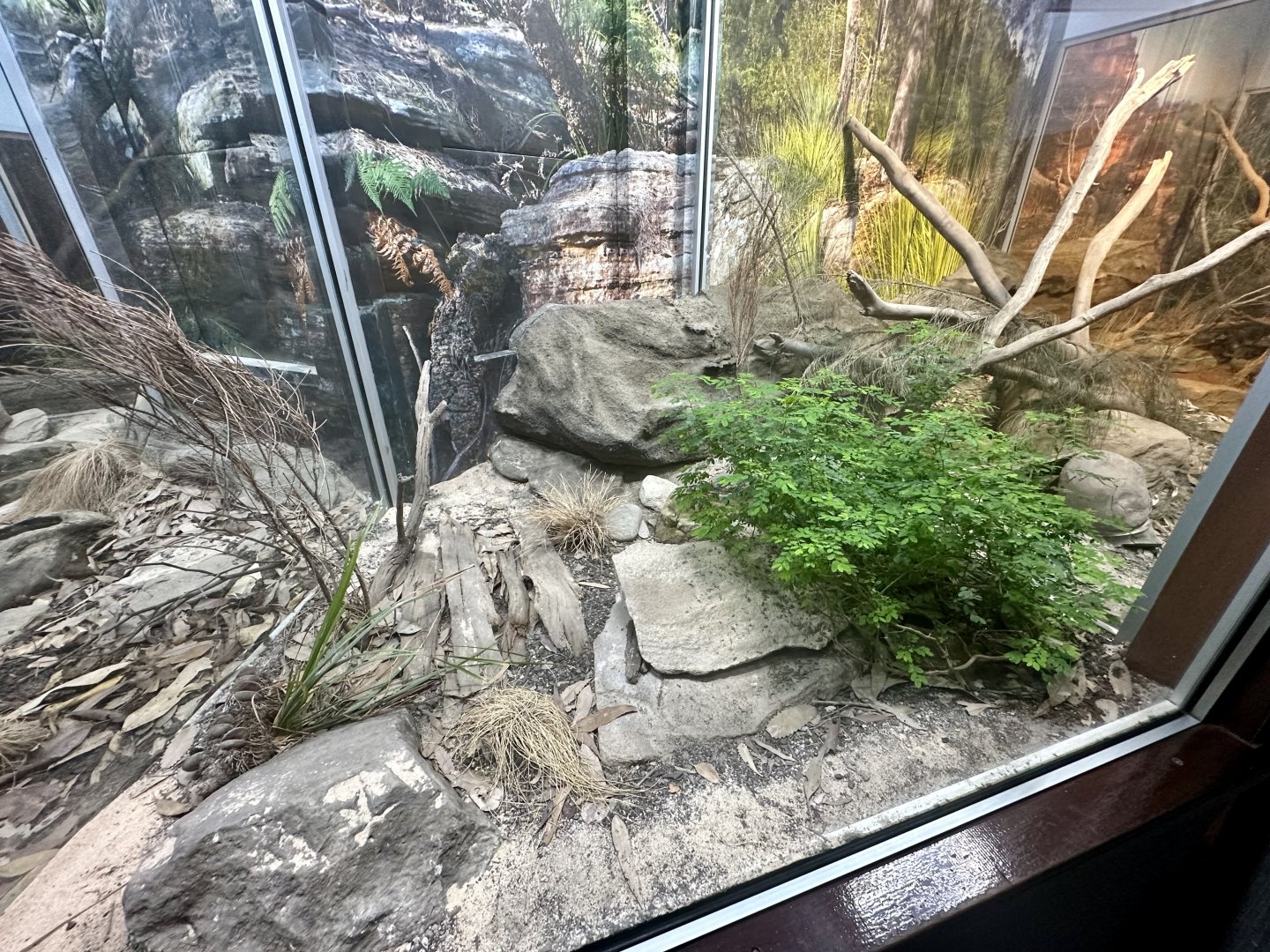 Broad-headed Snake Exhibit
