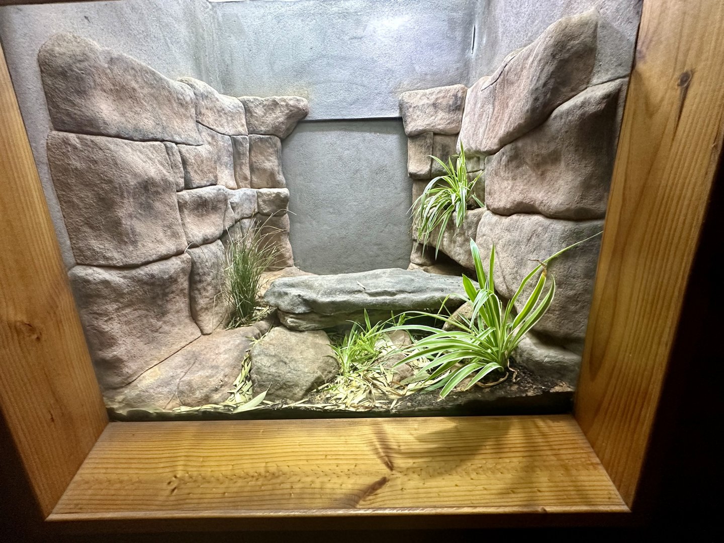 Broad-headed Snake Exhibit