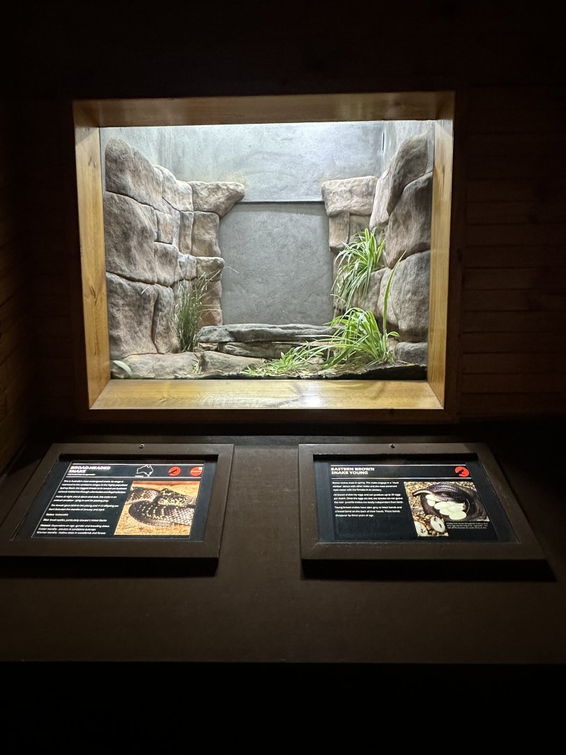 Broad headed snake exhibit