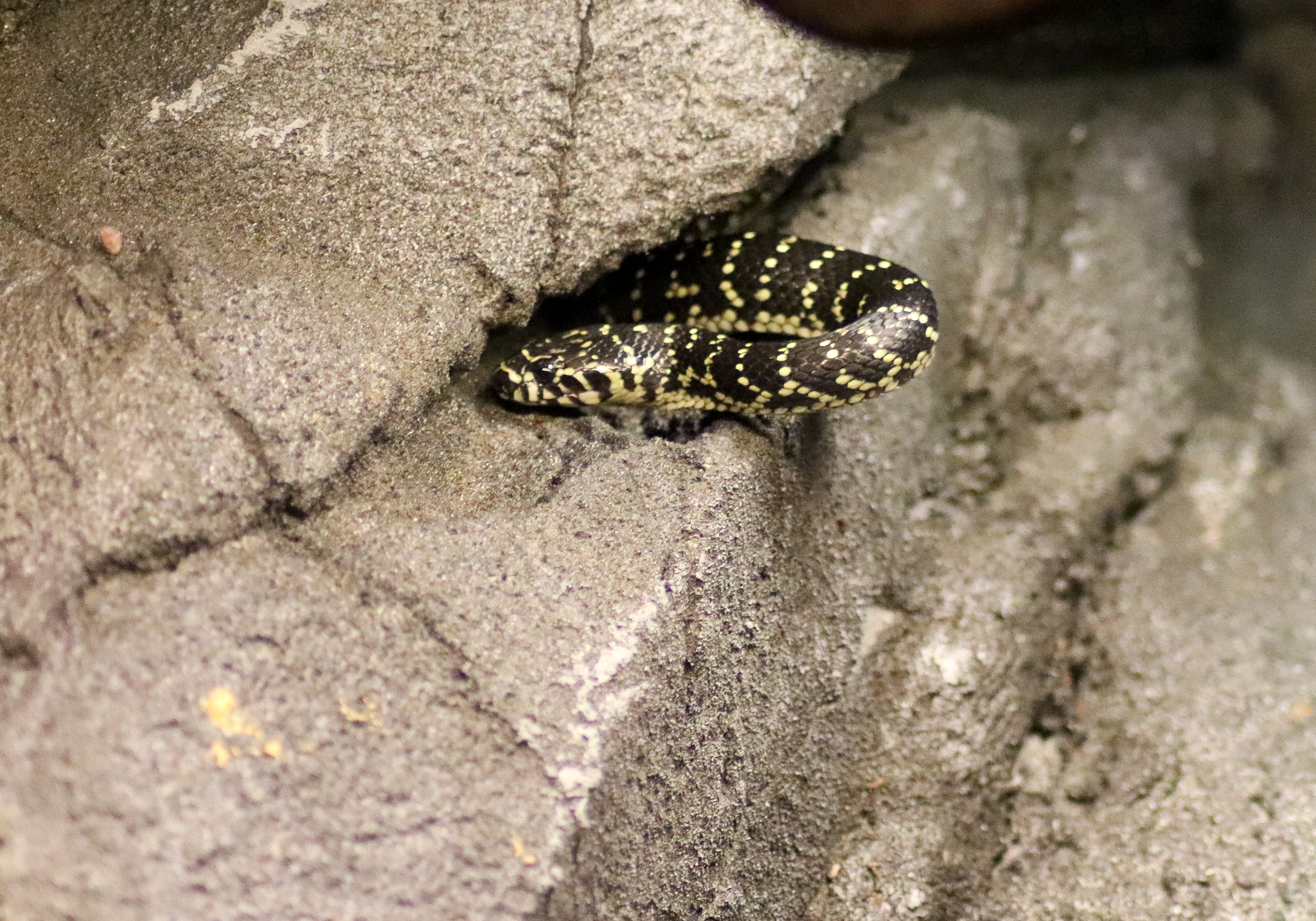 Broad-headed Snake (Hoplocephalus bungaroides) - January 2020