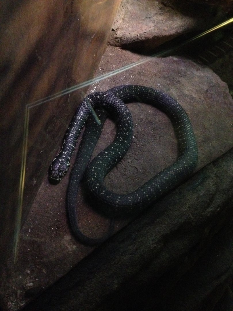 Broad-headed Snake (Hoplocephalus bungaroides)
