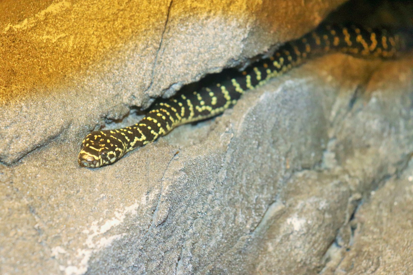 Broad-headed Snake (Hoplocephalus bungaroides)