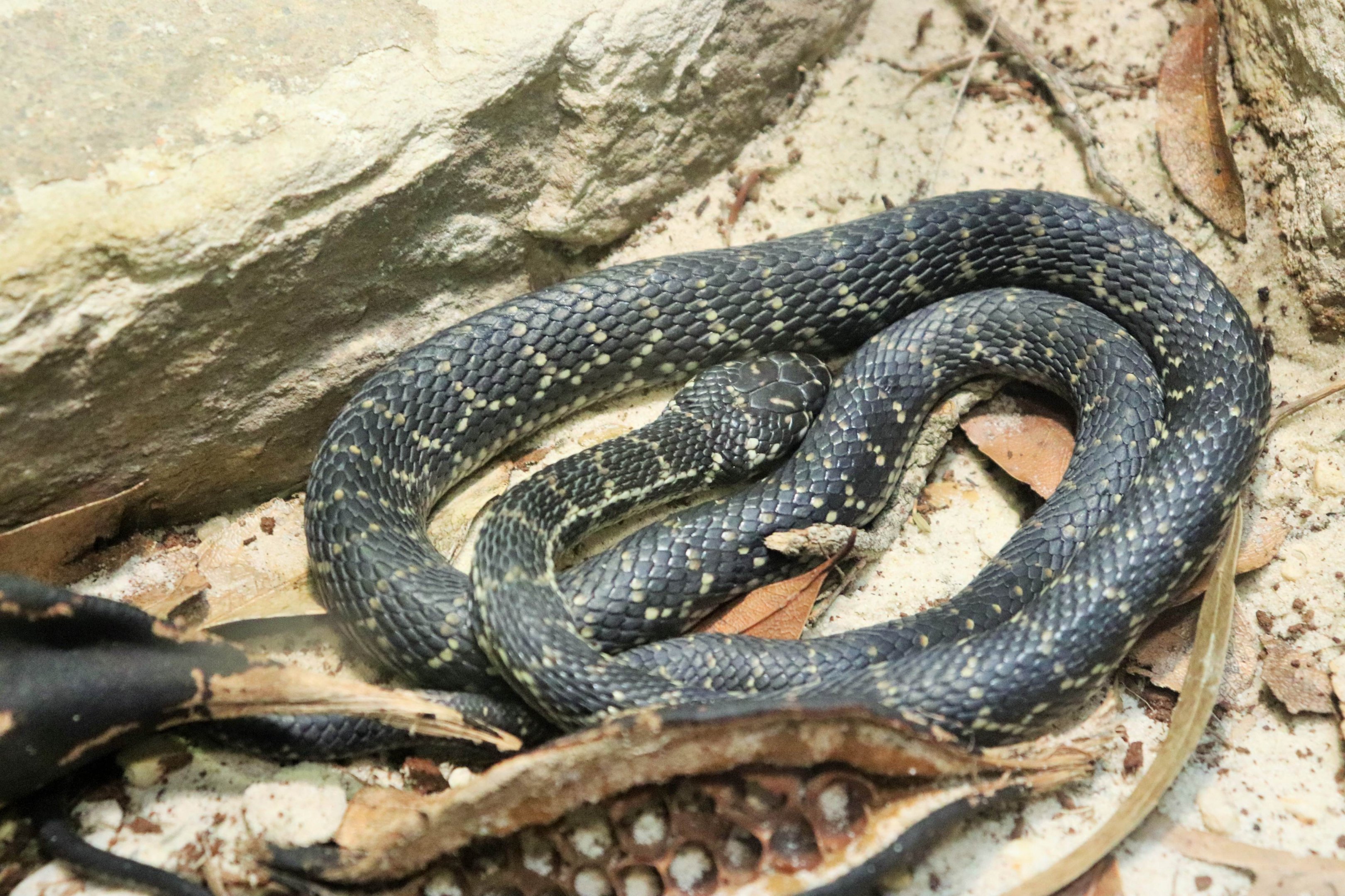 Broad-headed Snake (Hoplocephalus bungaroides)