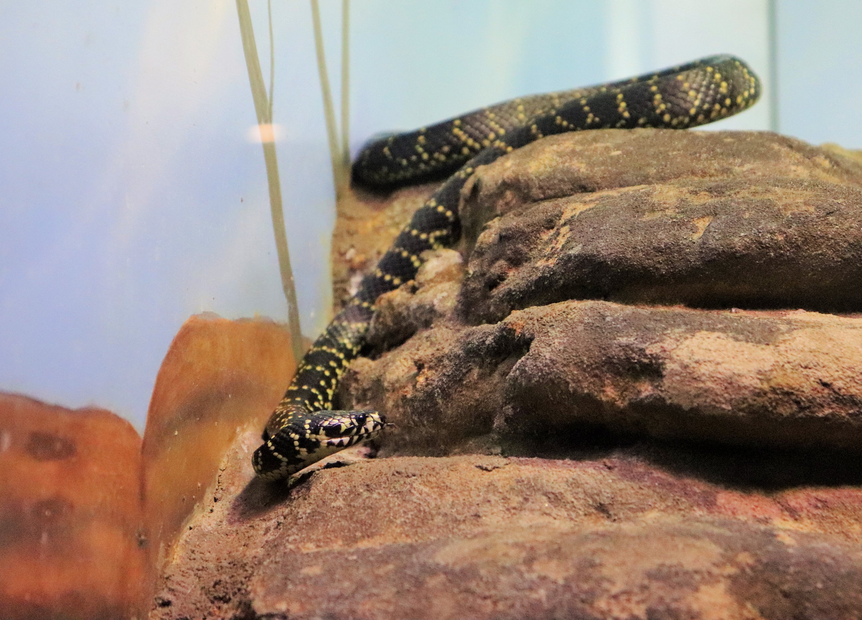 Broad-headed Snake (Hoplocephalus bungaroides)