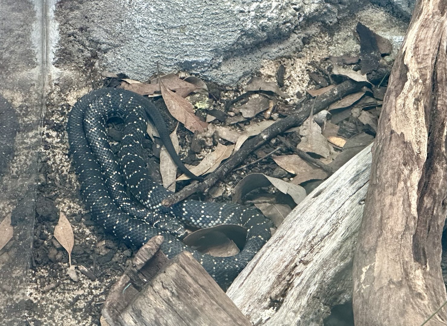 Broad-headed snake (Hoplocephalus bungaroides)