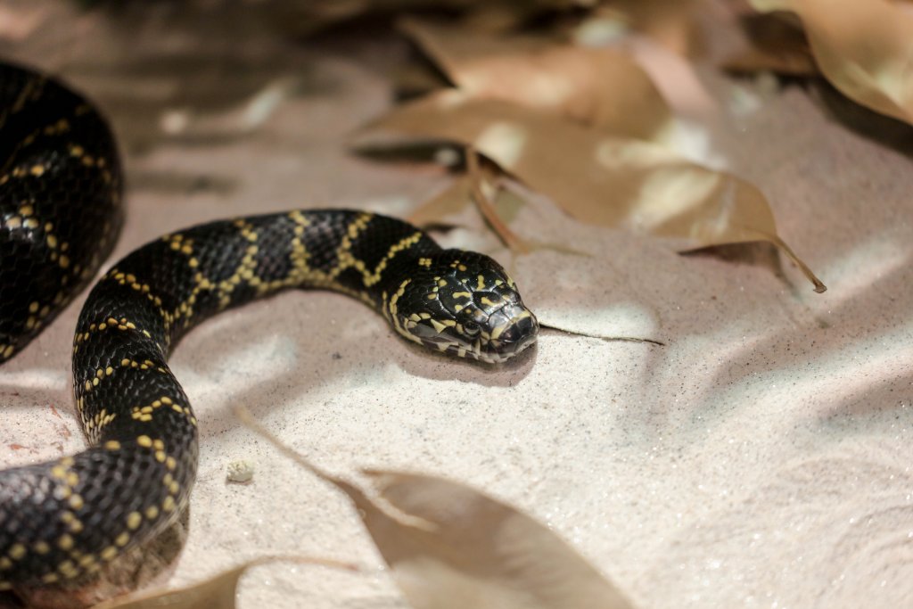 Broad-headed Snake