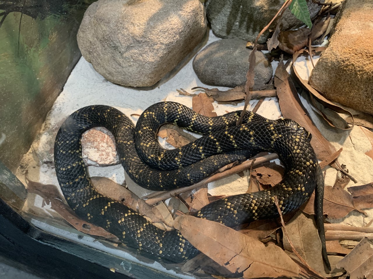 Broad-headed Snake