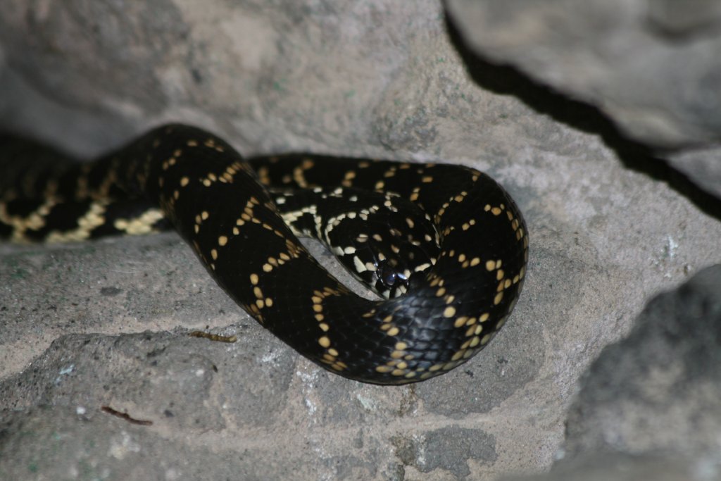 Broad-headed Snake