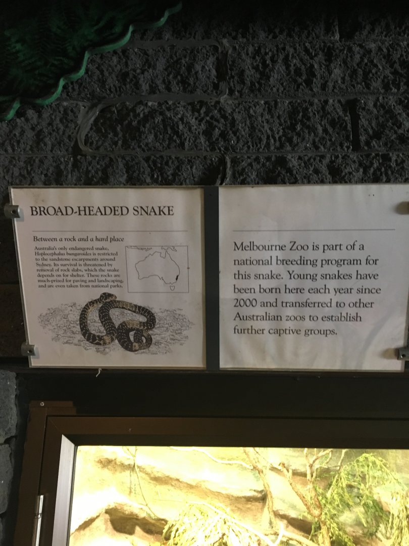 Broad-Headed Snake