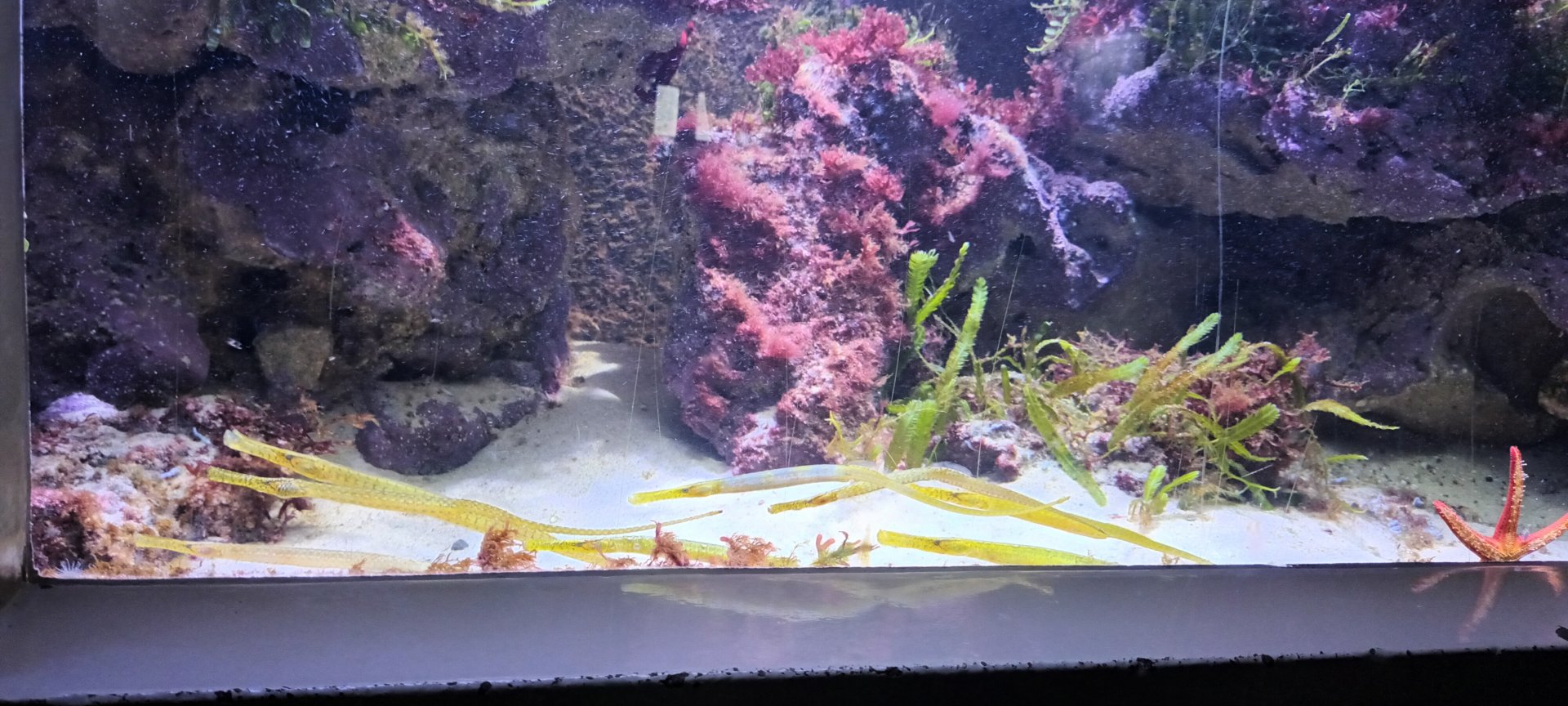 Broad noased Pipefish