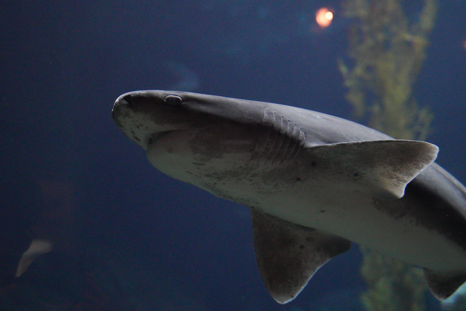 Broad Nose Seven Gill Shark // Monterey Habitats