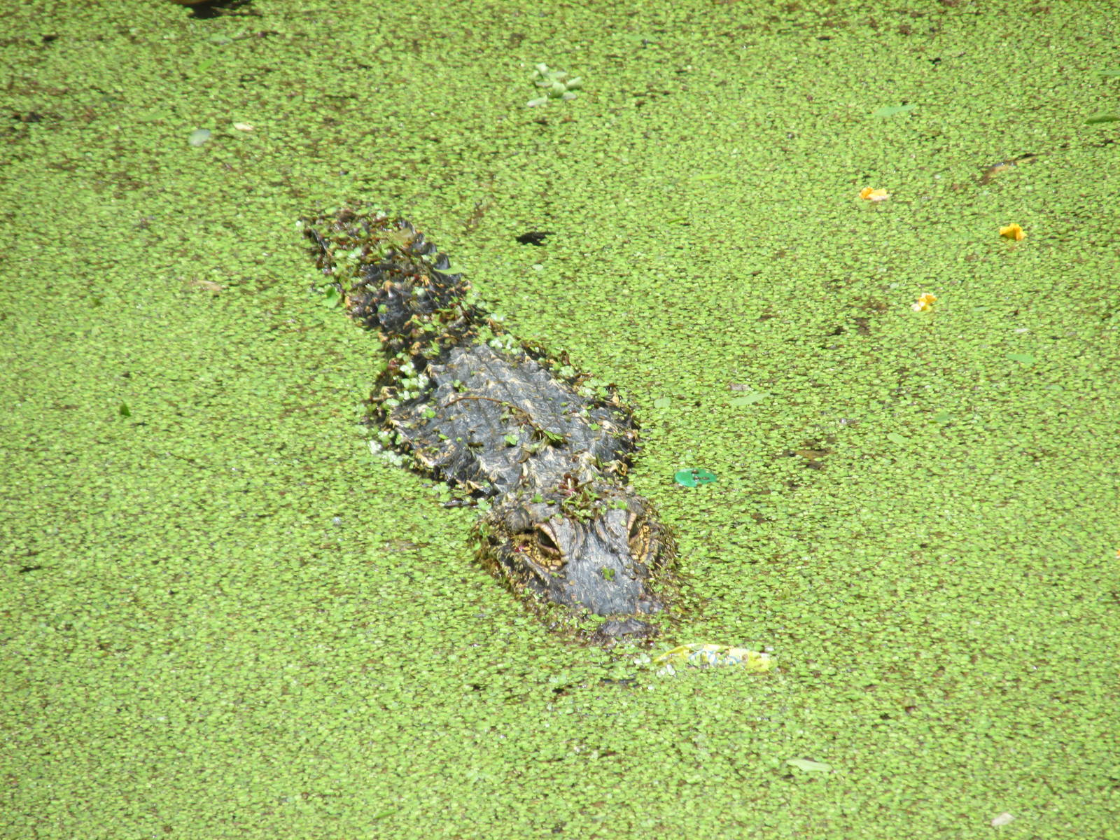 broad nosed caiman BA zoo