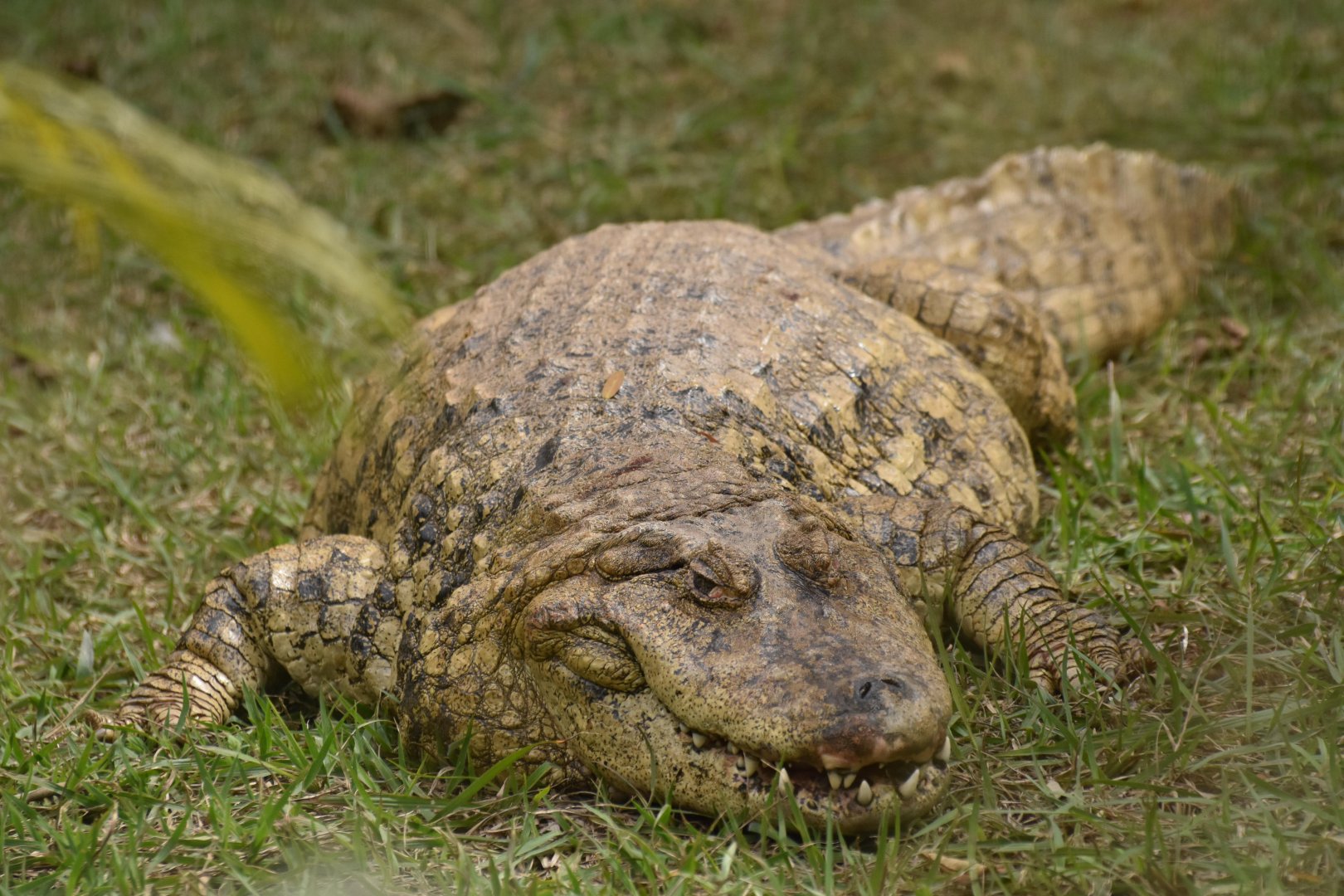 Broad nosed caiman (Caiman latirostris)