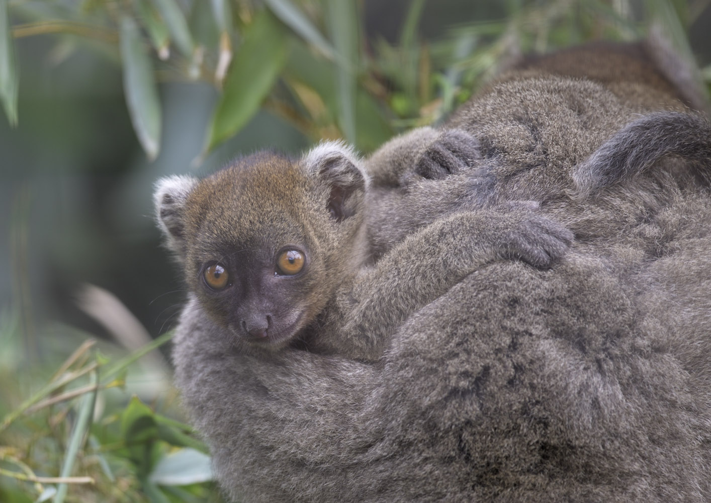 Broad-nosed gentle lemur, ~6 weeks old