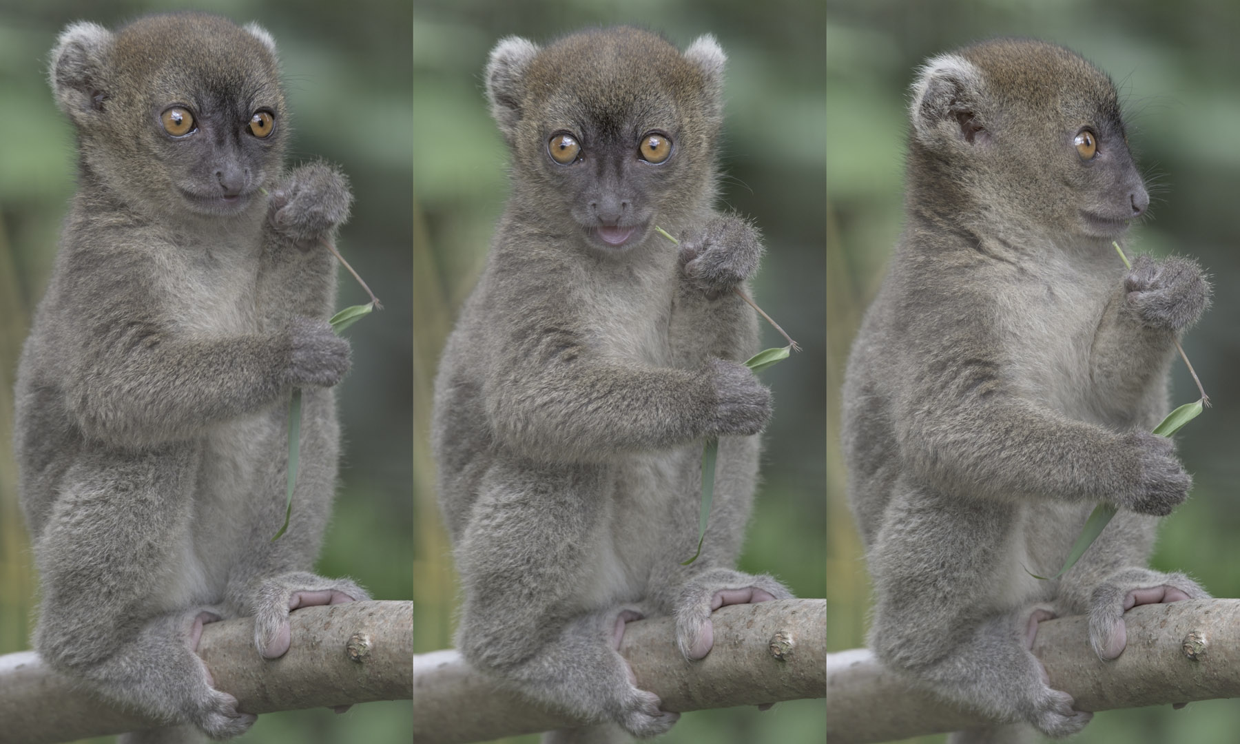 Broad-nosed gentle lemur, ~6 weeks old