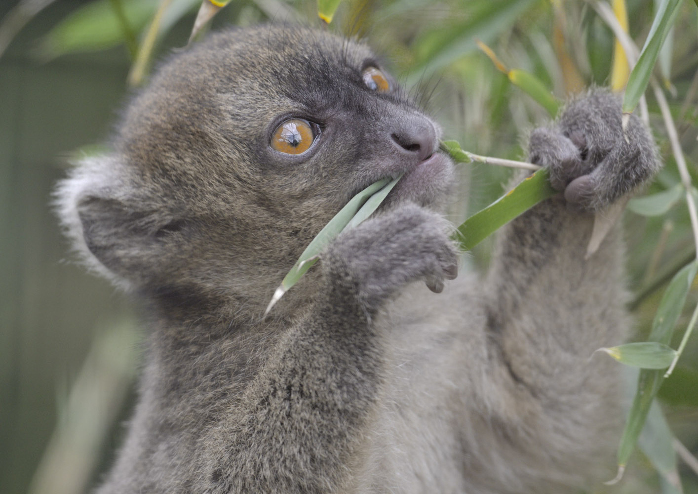 Broad-nosed gentle lemur,  ~7 weeks old