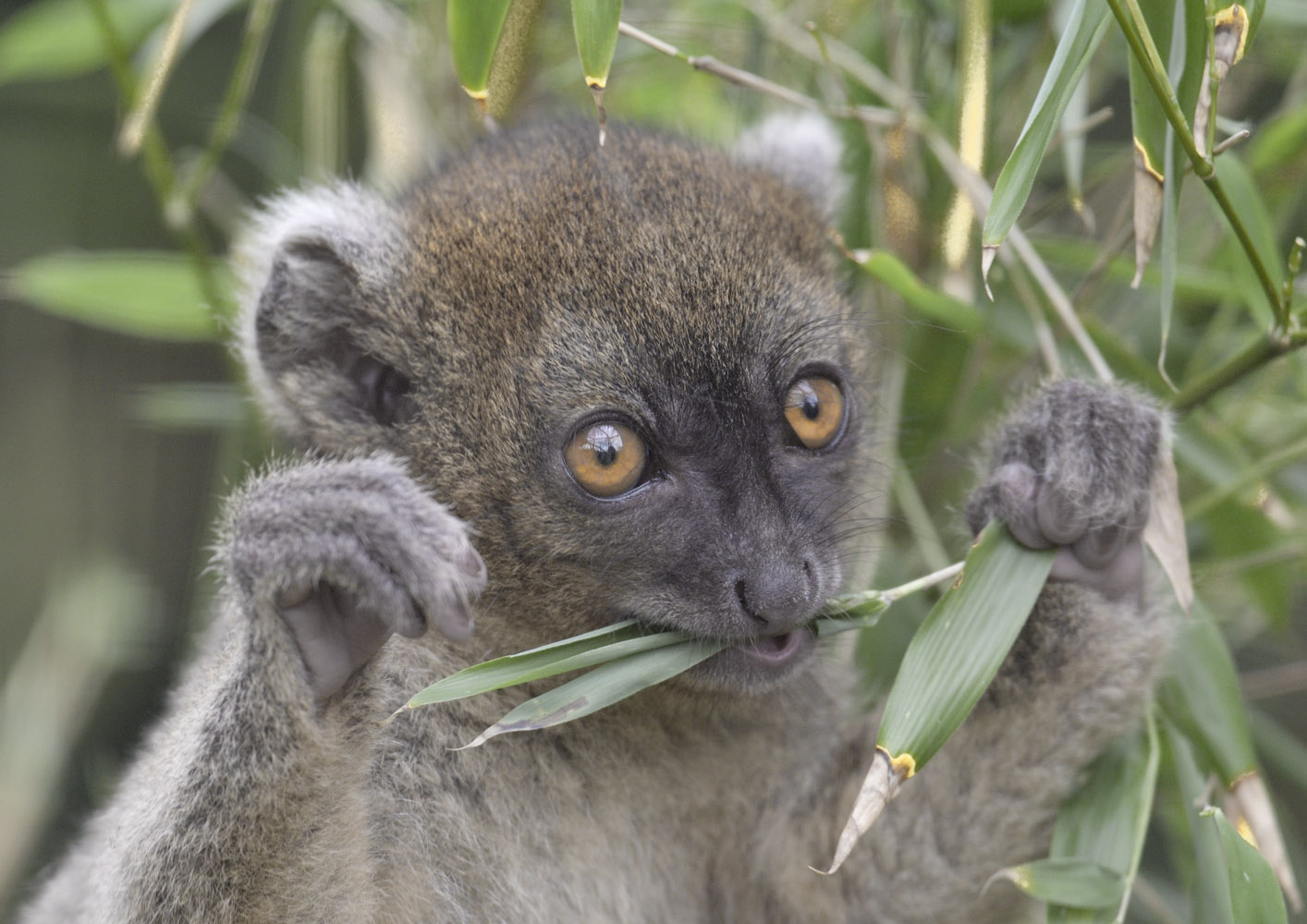Broad-nosed gentle lemur,  ~7 weeks old