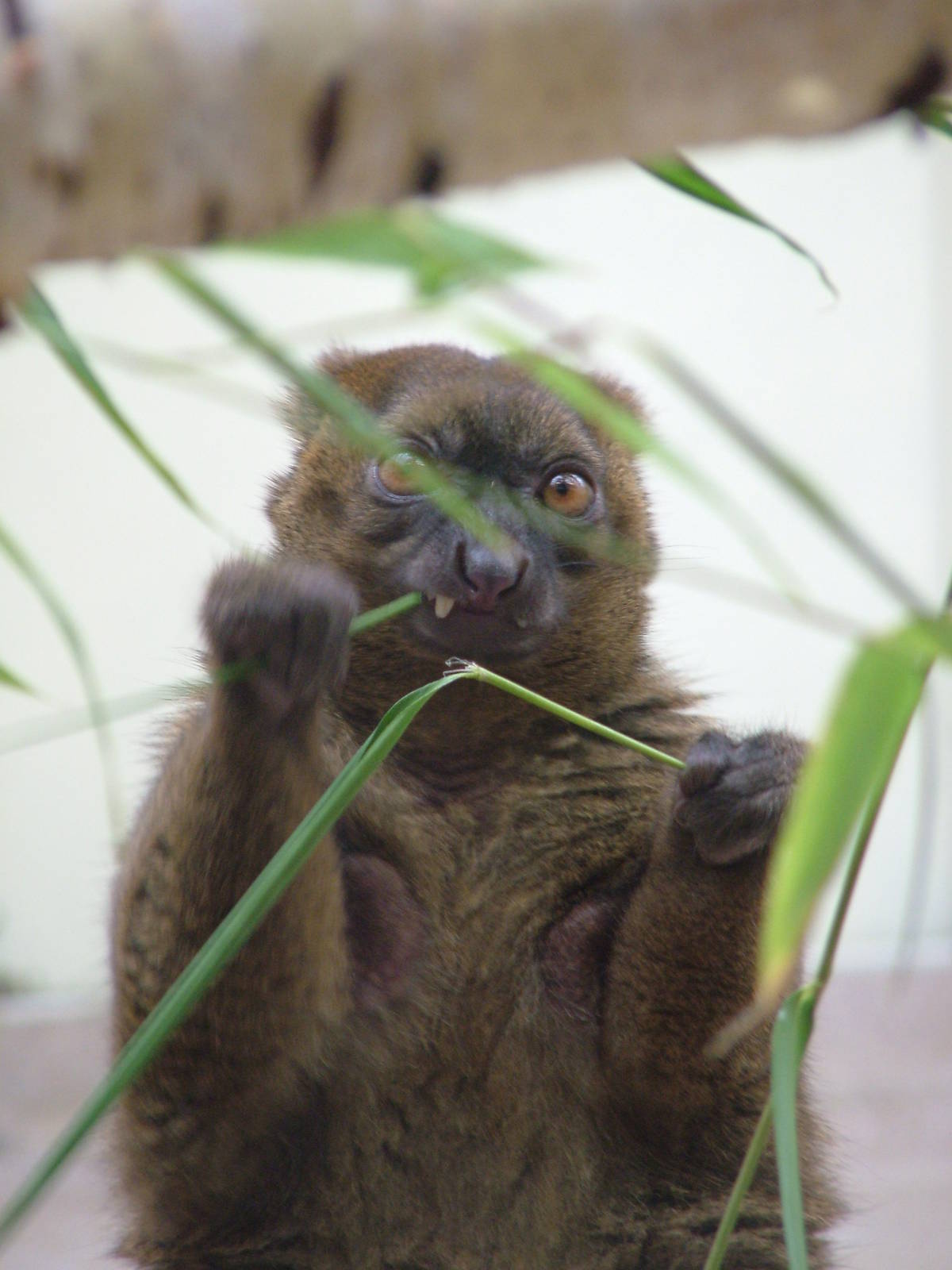 Broad-nosed Gentle Lemur at Cologne, 07/09/10