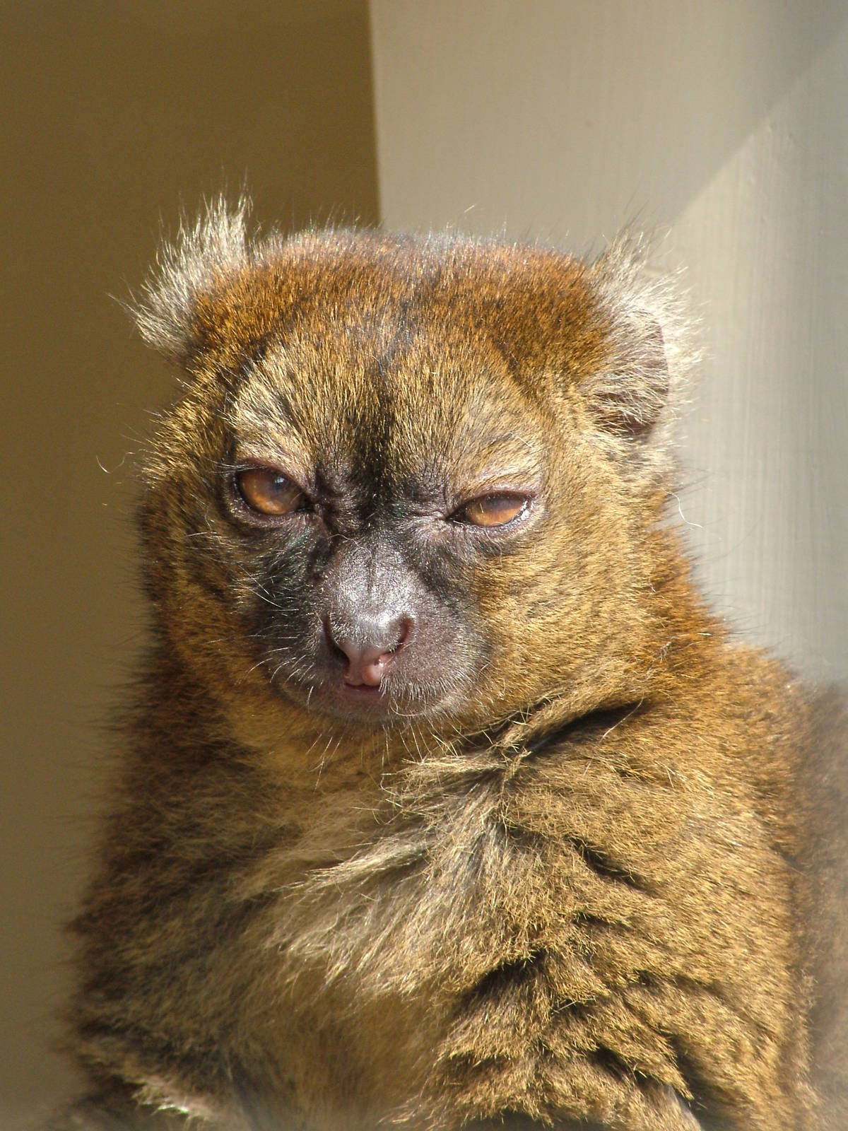 Broad-nosed Gentle Lemur at Cotswold WP 19/09/09