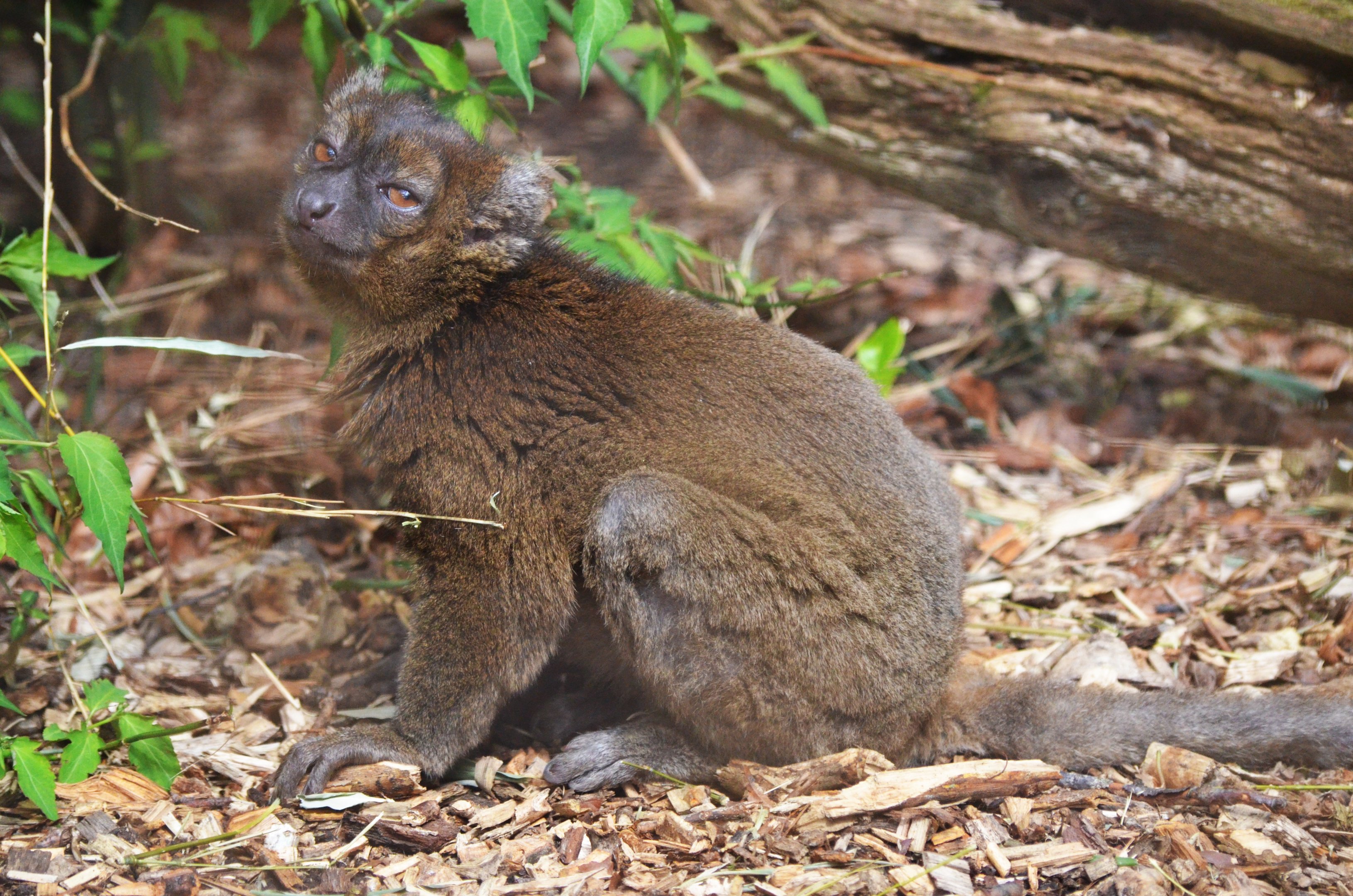 Broad-nosed Gentle Lemur at Cotswold WP, 22/04/17