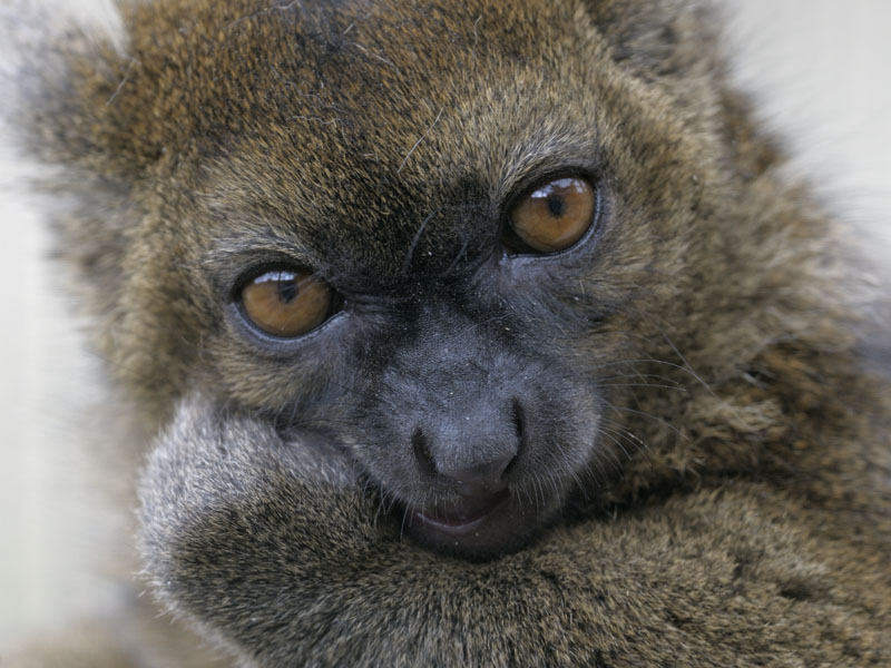 Broad-nosed gentle lemur crunching a biscuit