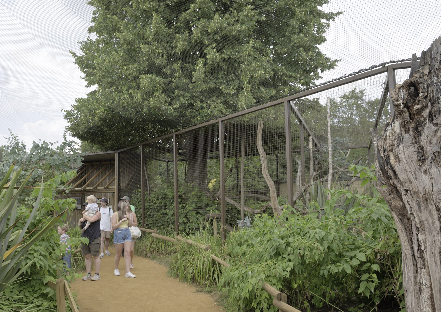 Broad-nosed gentle lemur enclosure