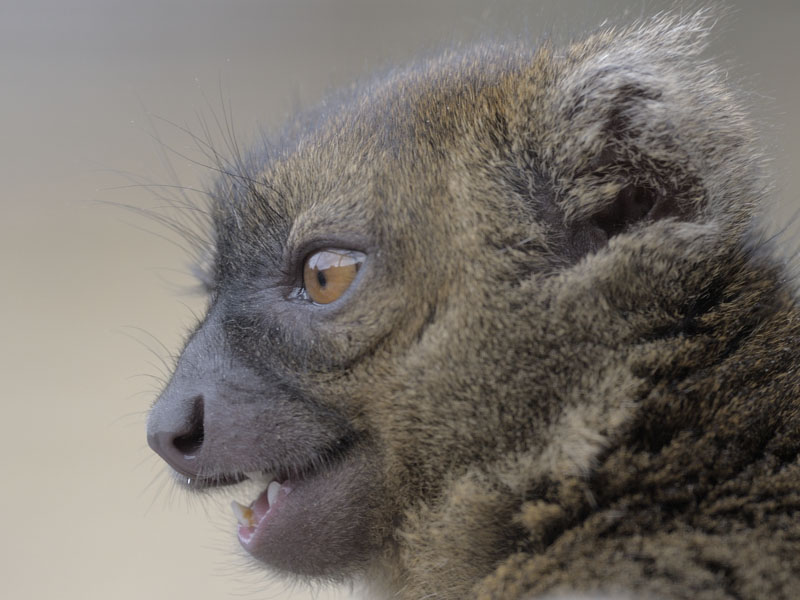 Broad-nosed gentle lemur profile
