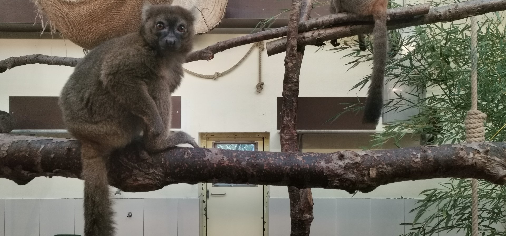 Broad-nosed Gentle Lemur