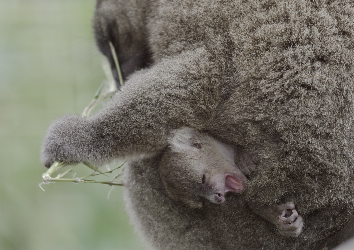 Broad-nosed gentle leumur, 1 week old
