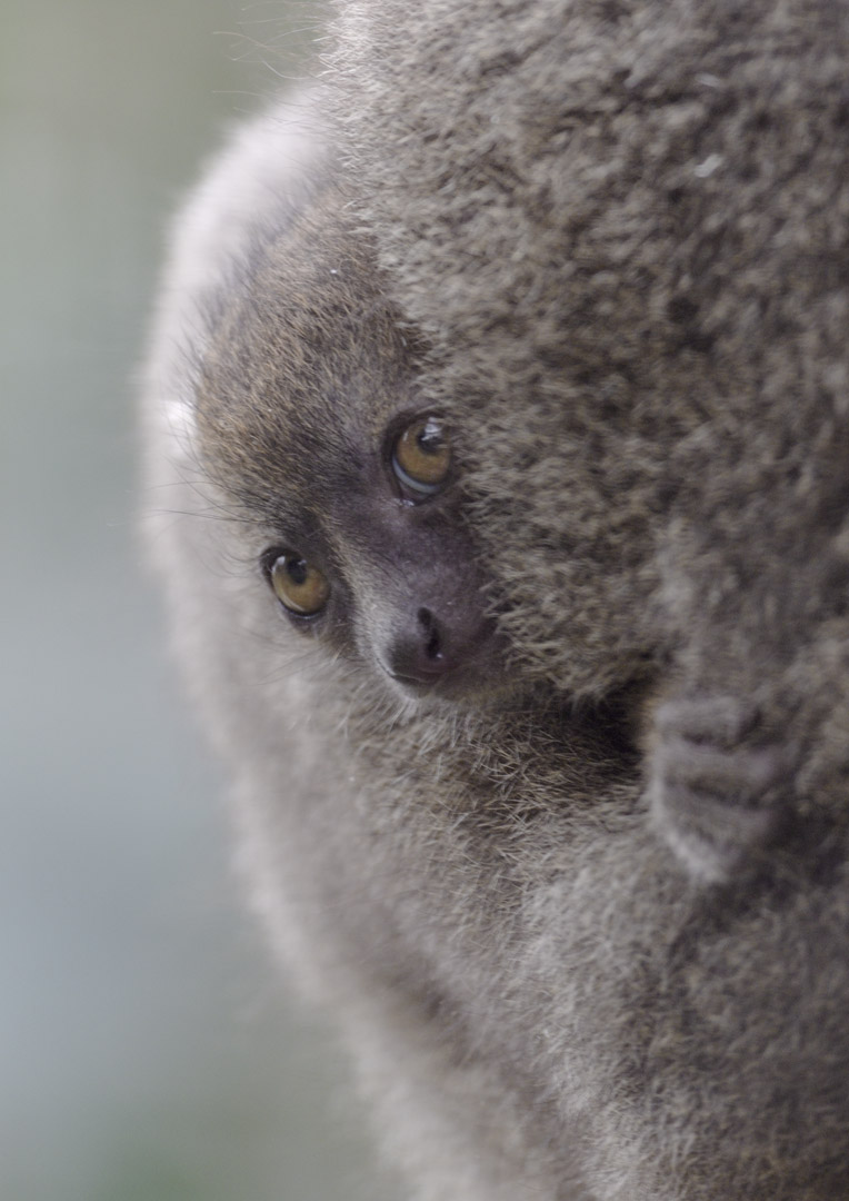 Broad-nosed gentle leumur, 2 weeks old
