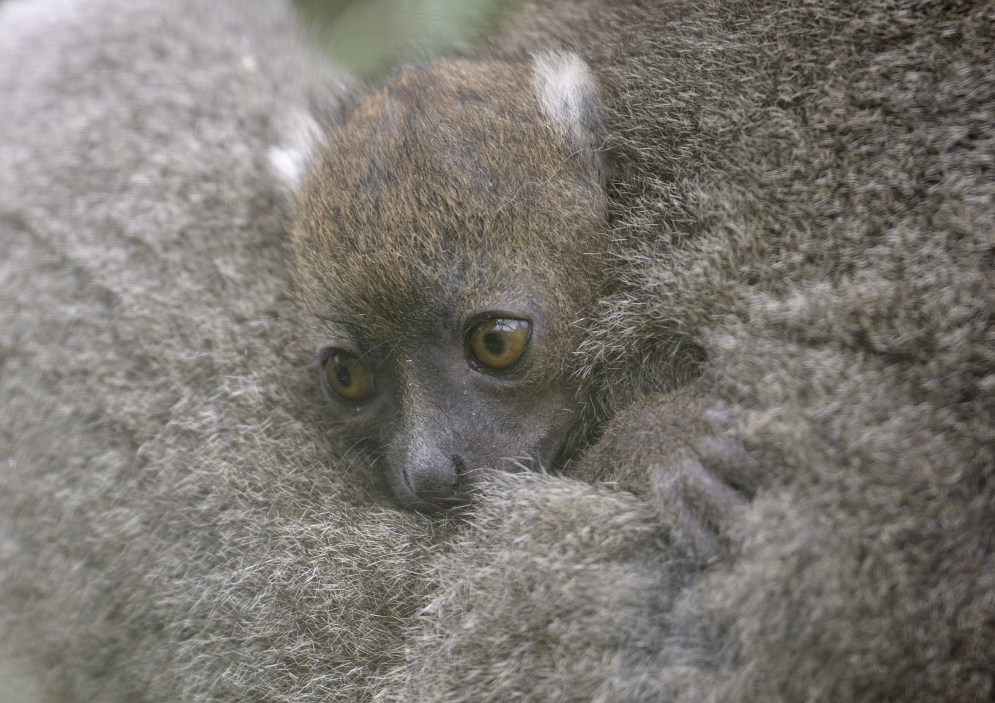 Broad-nosed gentle leumur, 2 weeks old