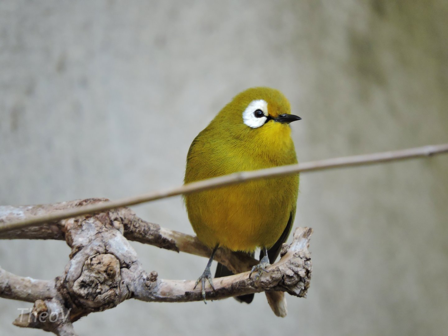 Broad-ringed white-eye [2016]