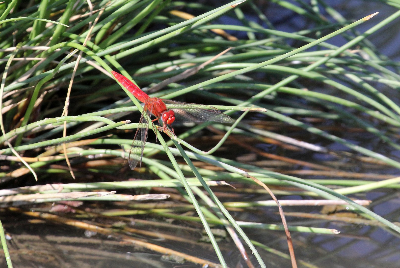 Broad Scarlet (Crocothemis erythraea) ID?