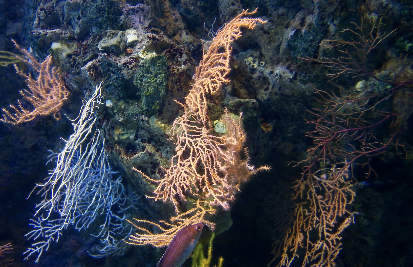 Broad Sea Fan (Eunicella verrucosa)