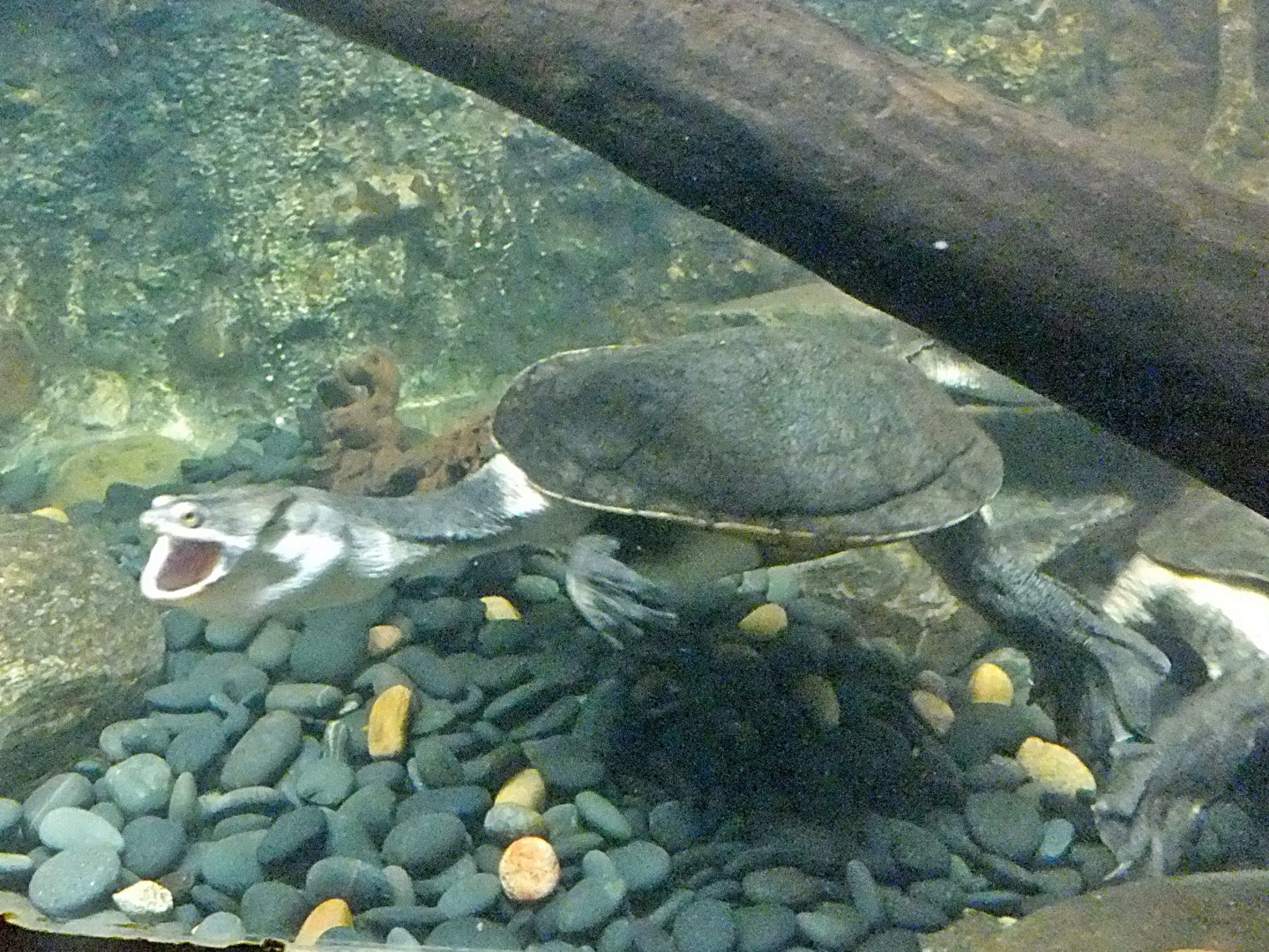Broad-shelled long-necked turtle